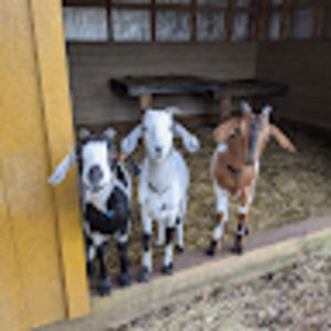 Meet your Posher, Alison